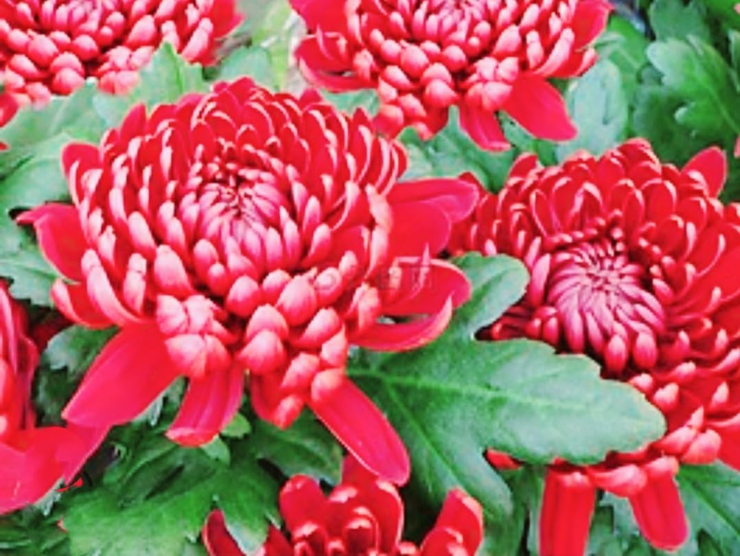 GENUINE Chrysanthemum Wood PRODUCTS　レア Amazon.com : 120 Chrysanthemum Seeds Authentic Chinese Spider Rare